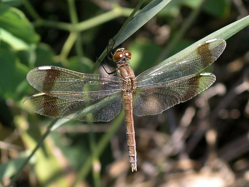 Sympetrum pedemontanum? - Sì